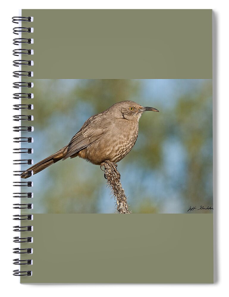 Animal Spiral Notebook featuring the photograph Curve-Billed Thrasher by Jeff Goulden