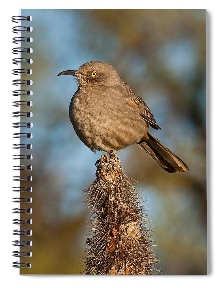 Animal Spiral Notebook featuring the photograph Curve-Billed Thrasher on a Cactus by Jeff Goulden