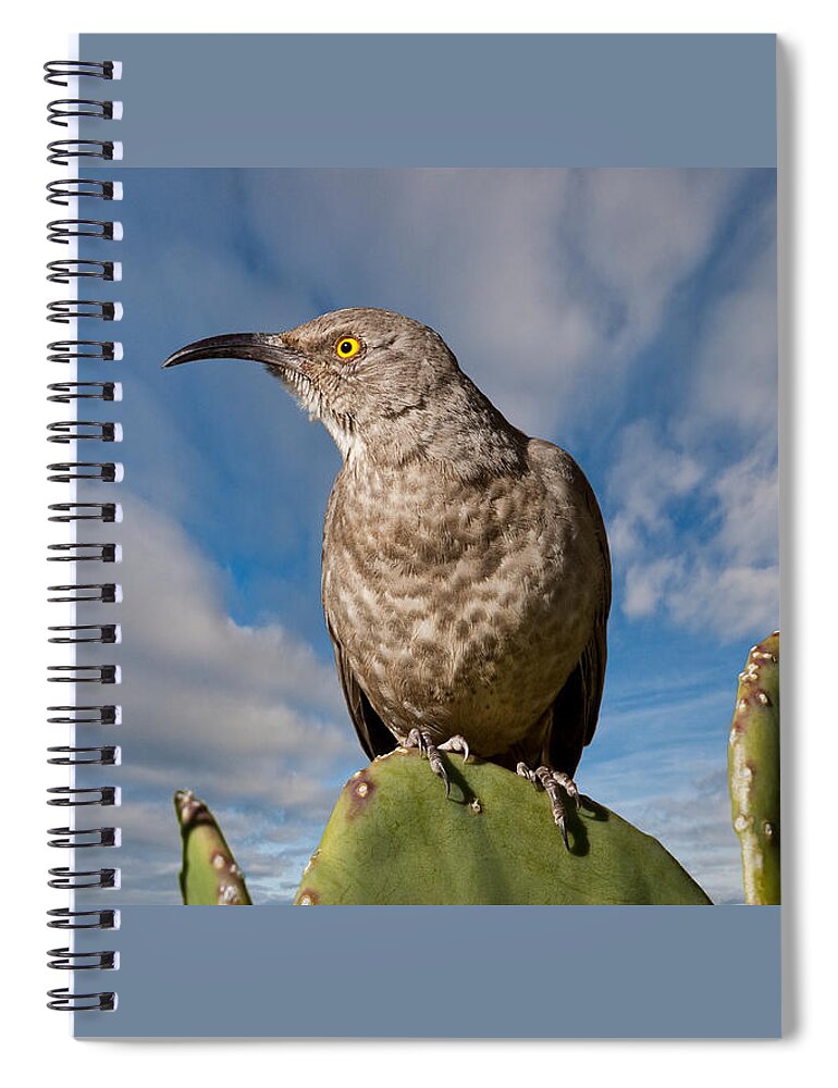 Animal Spiral Notebook featuring the photograph Curve-Billed Thrasher on a Prickly Pear Cactus by Jeff Goulden