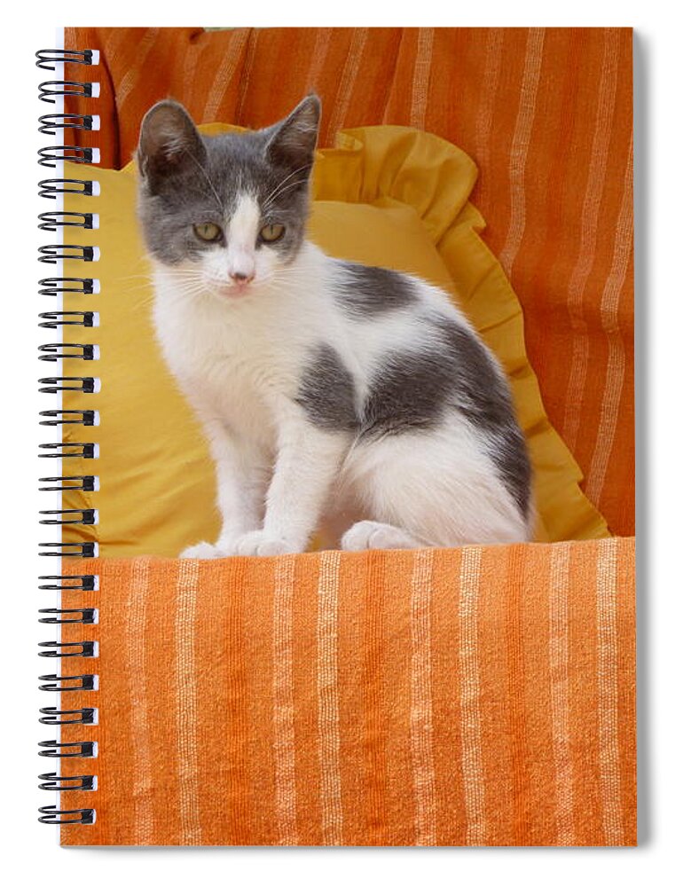 Cute Spiral Notebook featuring the photograph Cute Kitty by Vicki Spindler