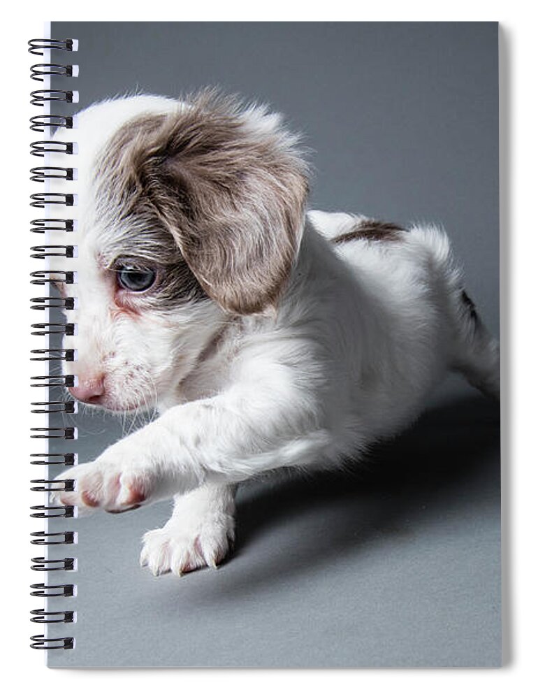 Pets Spiral Notebook featuring the photograph Cute Puppy - The Amanda Collection by Amandafoundation.org