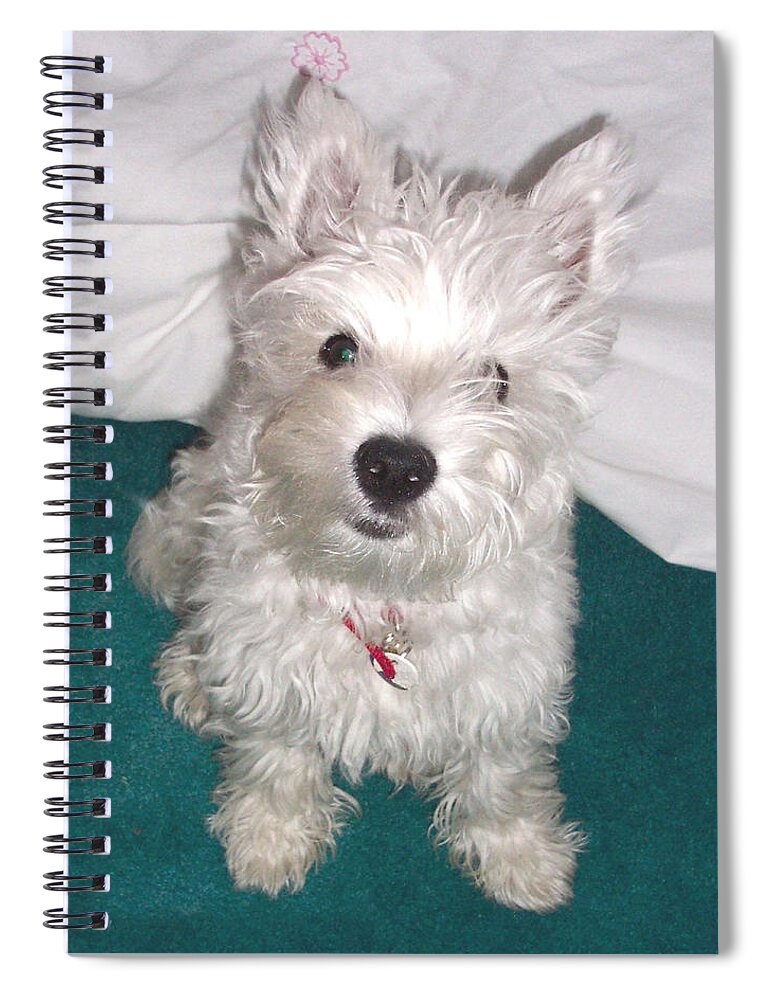 Dog Spiral Notebook featuring the photograph Cute Westie Puppy by Charmaine Zoe