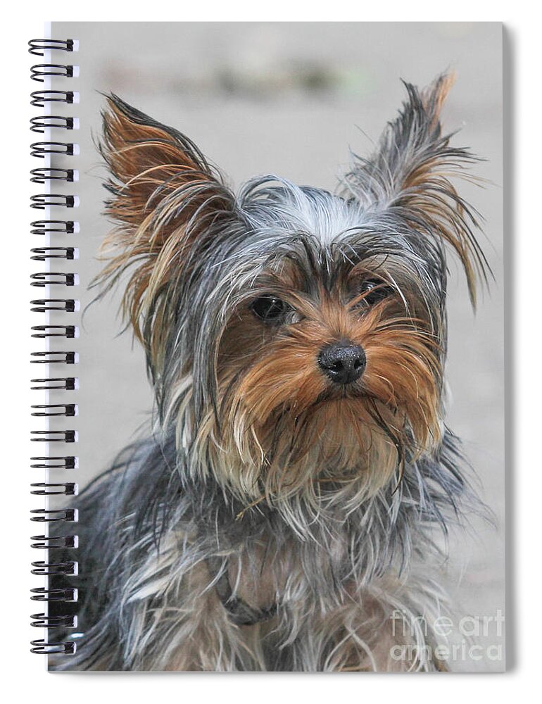 Domestic Dog Spiral Notebook featuring the photograph Cute Yorky Portrait by Jivko Nakev