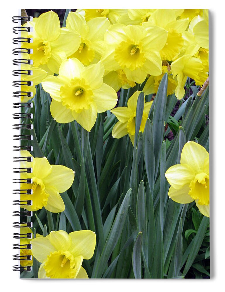 Daffodil Spiral Notebook featuring the photograph Daffodil 34 by Pamela Critchlow