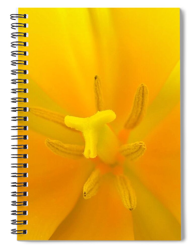 Flower Spiral Notebook featuring the photograph Daffodil Center by Phyllis Meinke