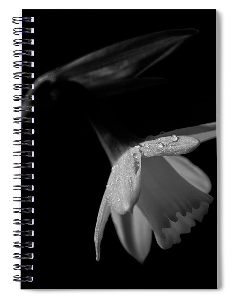 Daffodil Spiral Notebook featuring the photograph Daffodil by Nigel R Bell