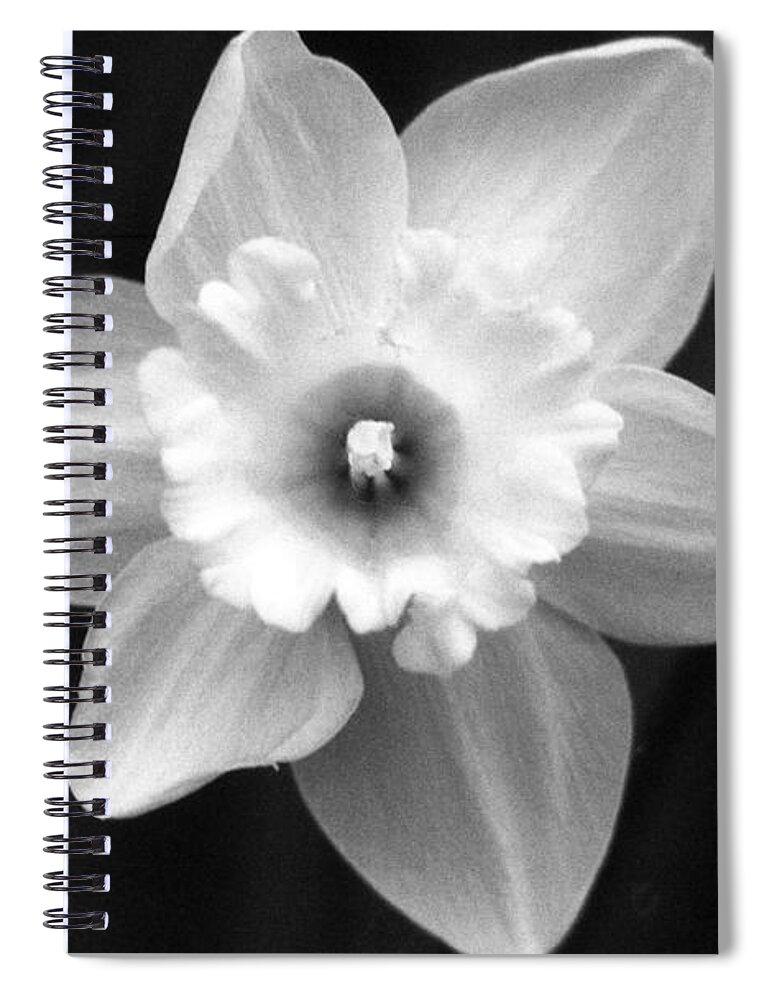 Daffodil Spiral Notebook featuring the photograph Daffodils - Infrared 01 by Pamela Critchlow