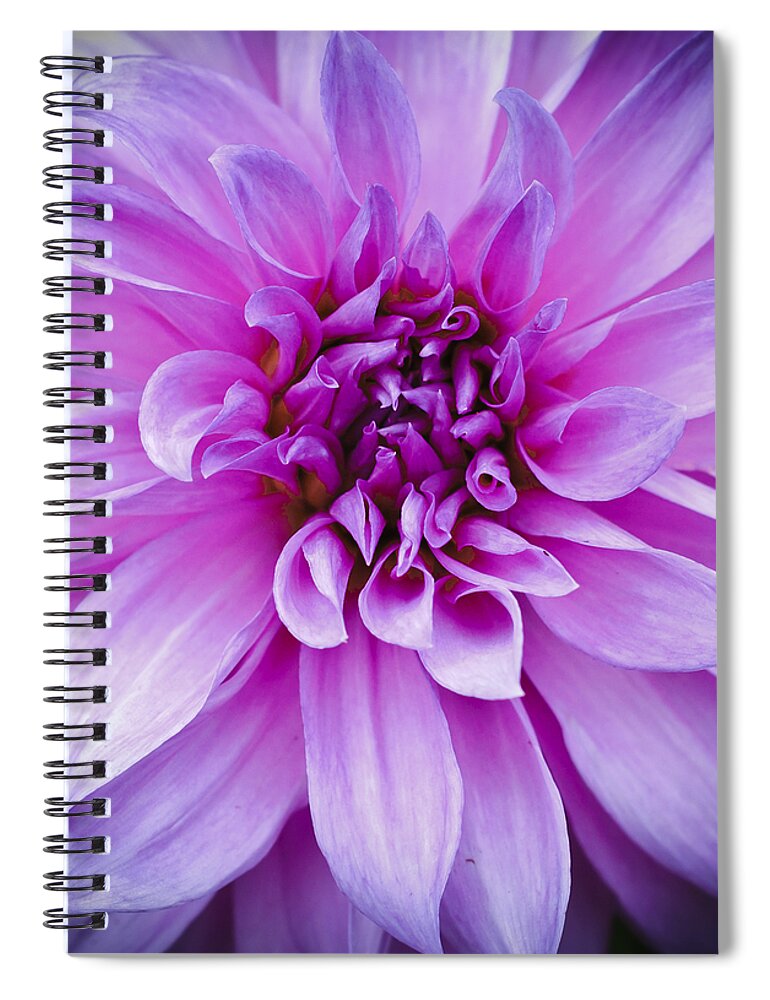 Asteraceae Spiral Notebook featuring the photograph Dahlia Dahling by Christi Kraft