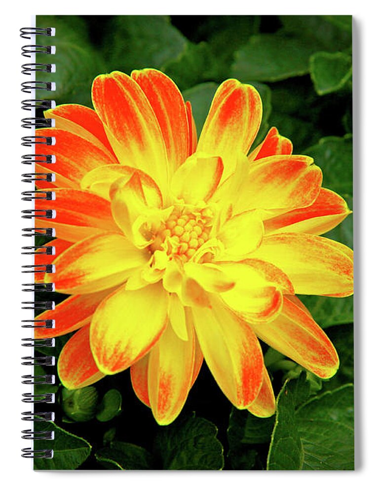 Garden Flower Spiral Notebook featuring the photograph Dahlia by Ed Riche