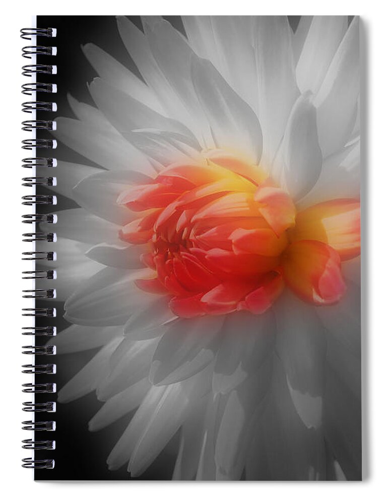 Dahlia Spiral Notebook featuring the photograph Dahlia Flower Beauty by Smilin Eyes Treasures