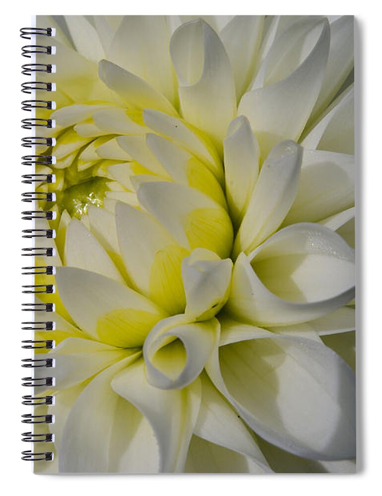 Dahlia Spiral Notebook featuring the photograph Dahlia Glow by Kathy Paynter