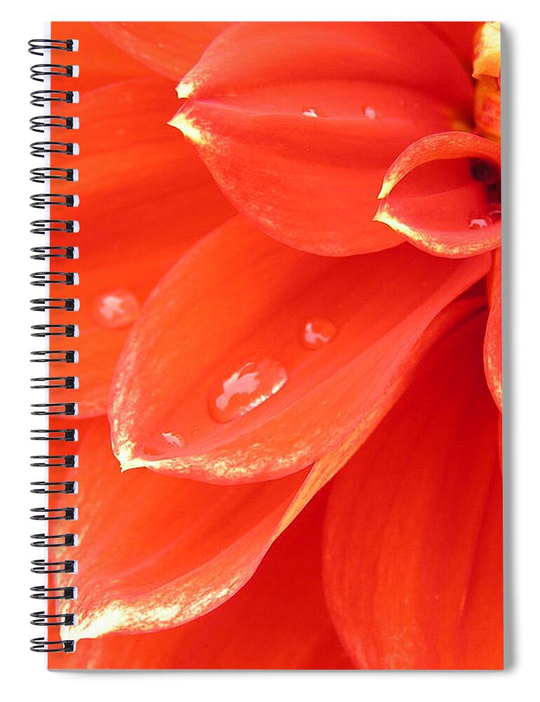 Dahlia Spiral Notebook featuring the photograph Dahlia Heart by Spikey Mouse Photography