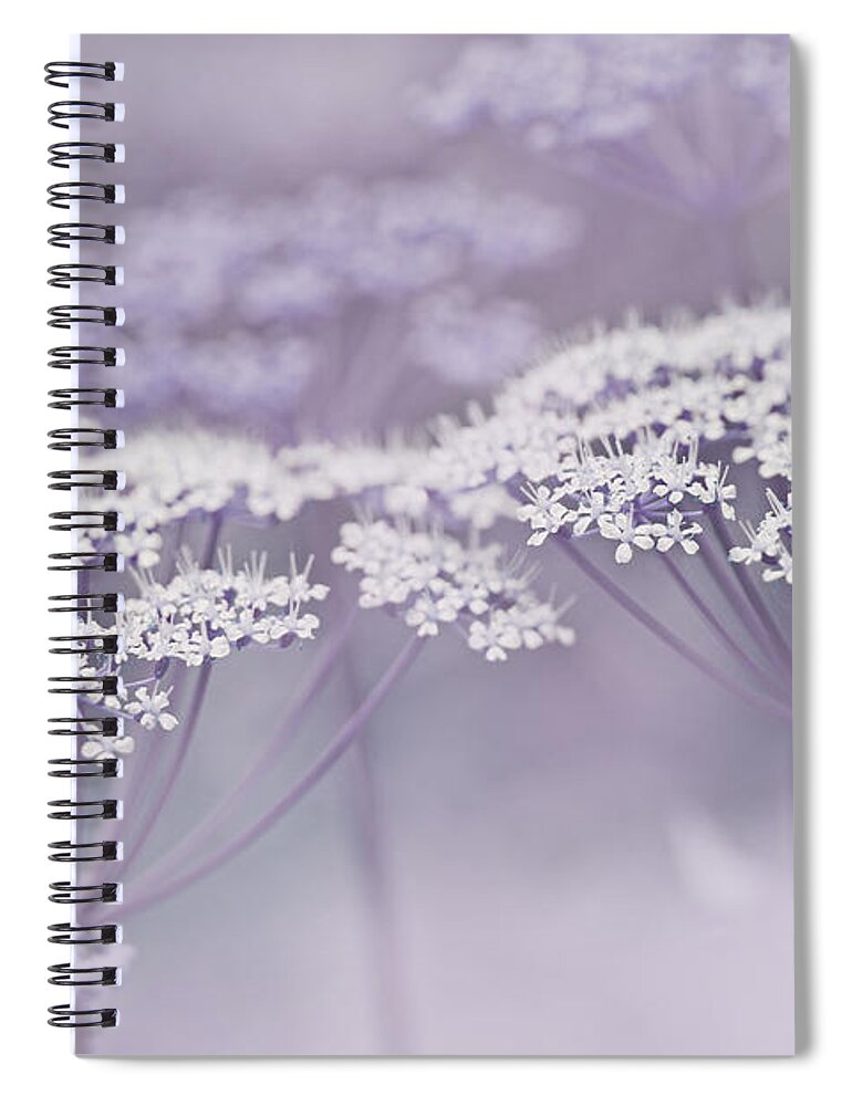 Queen Anne's Lace Spiral Notebook featuring the photograph Dainty White Flowers Lavender by Jennie Marie Schell