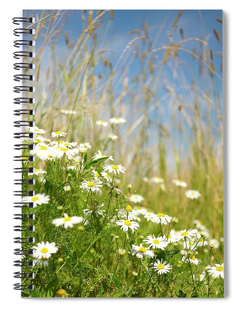 Outdoors Spiral Notebook featuring the photograph Daisies In Summer Meadow by Dougal Waters