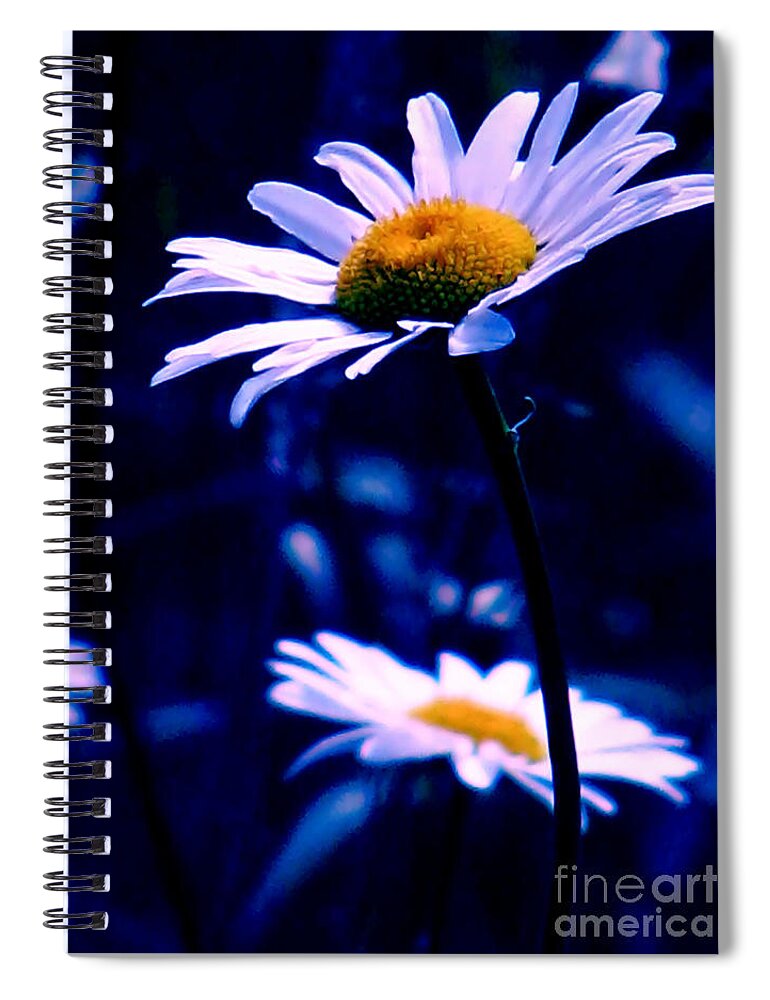 Nature Spiral Notebook featuring the photograph Daisies In The Blue Realm by Rory Siegel