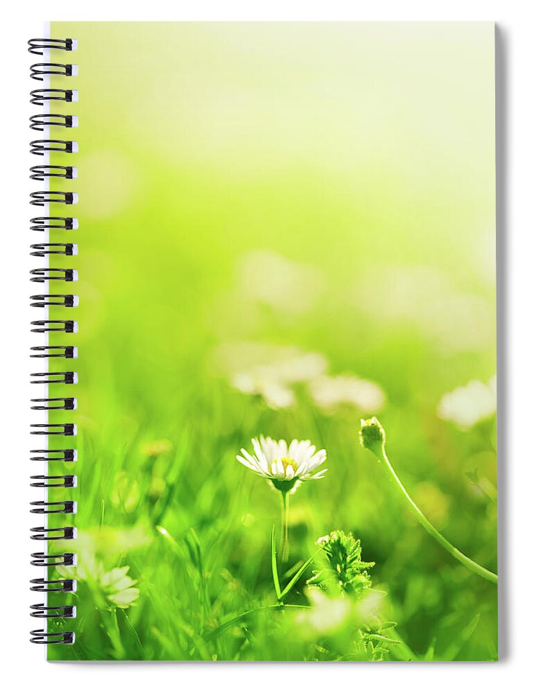 Grass Spiral Notebook featuring the photograph Daisies In The Field by Jeja