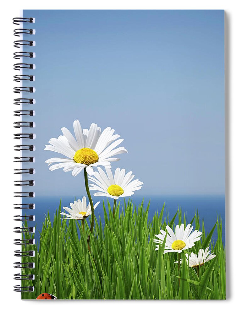 Grass Spiral Notebook featuring the photograph Daisies On A Cliff Edge by Andrew Dernie