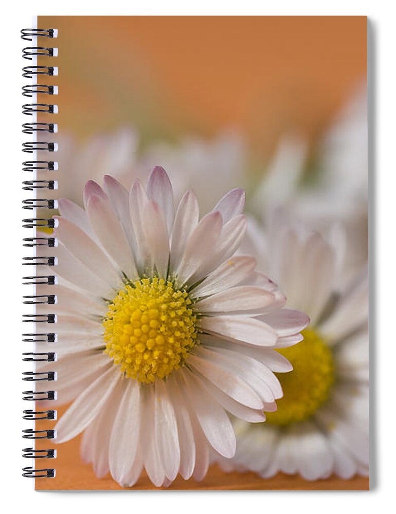 Bloom Spiral Notebook featuring the photograph Daisies on Orange by Jan Bickerton