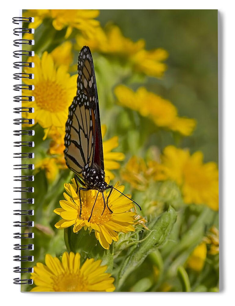 Butterfly Spiral Notebook featuring the photograph Daisy Daisy Give Me Your Anther Do by Gary Holmes