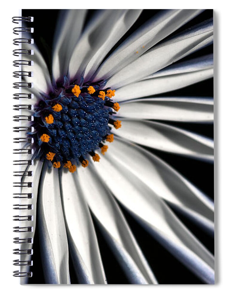 Osteospermum Spiral Notebook featuring the photograph Daisy Heart by Joy Watson