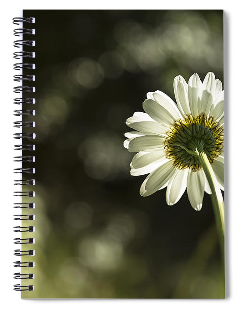 Daisy Spiral Notebook featuring the photograph Daisy Light by Belinda Greb