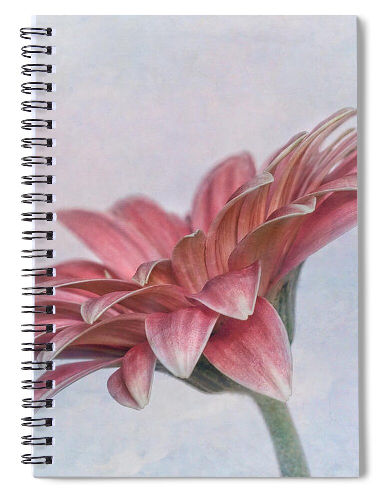 Bloom Spiral Notebook featuring the photograph Daisy Profile by David and Carol Kelly