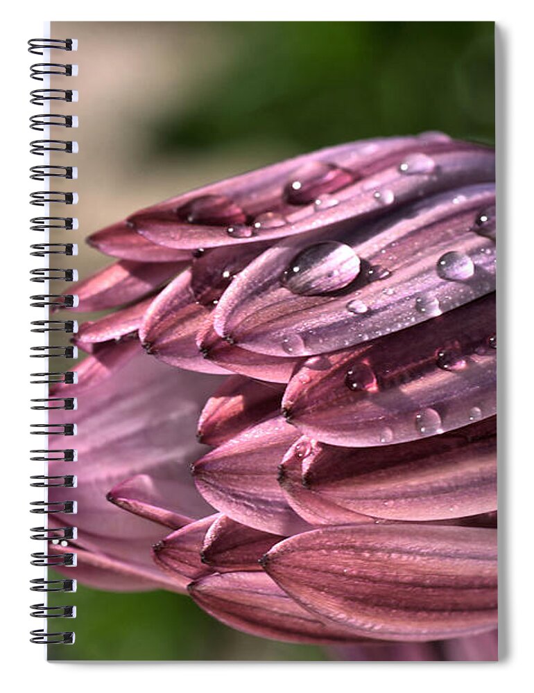 Osteospermum Spiral Notebook featuring the photograph Daisy with Rain drops by Joy Watson