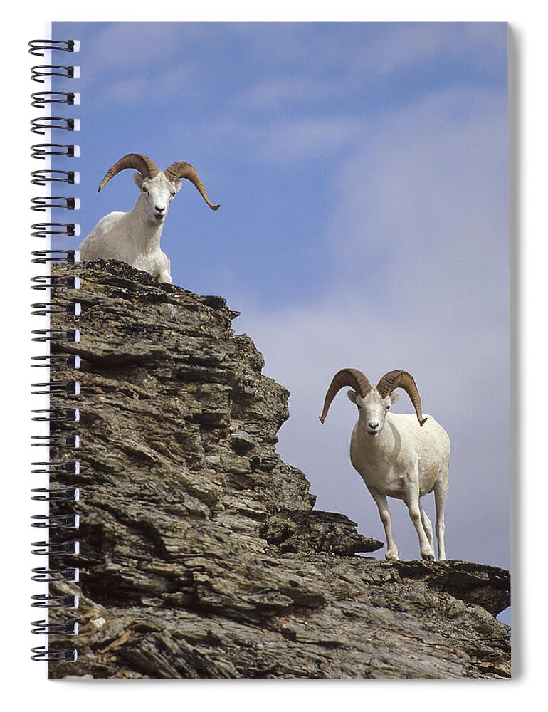 Feb0514 Spiral Notebook featuring the photograph Dalls Sheep On Rock Outcrop North by Michael Quinton