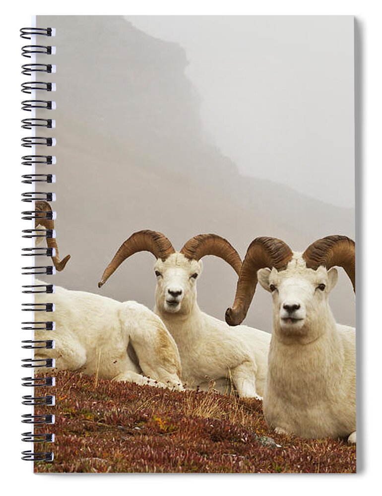Tranquility Spiral Notebook featuring the photograph Dalls Sheep Ovis Dalli Rams Resting On by Gary Schultz / Design Pics