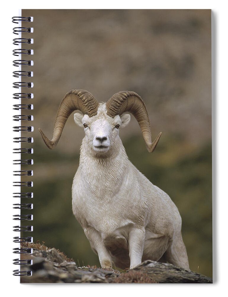 Feb0514 Spiral Notebook featuring the photograph Dalls Sheep Ram On Rock Outcrop Alaska by Michael Quinton