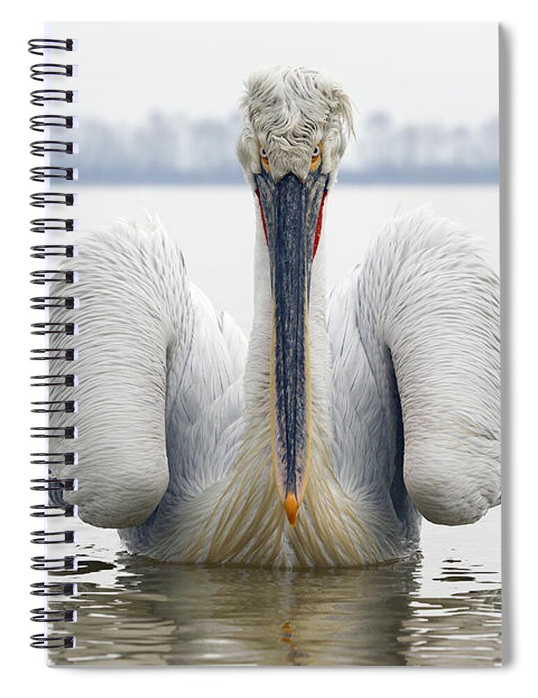 534593 Spiral Notebook featuring the photograph Dalmatian Pelican Lake Kerkini by Duncan Usher