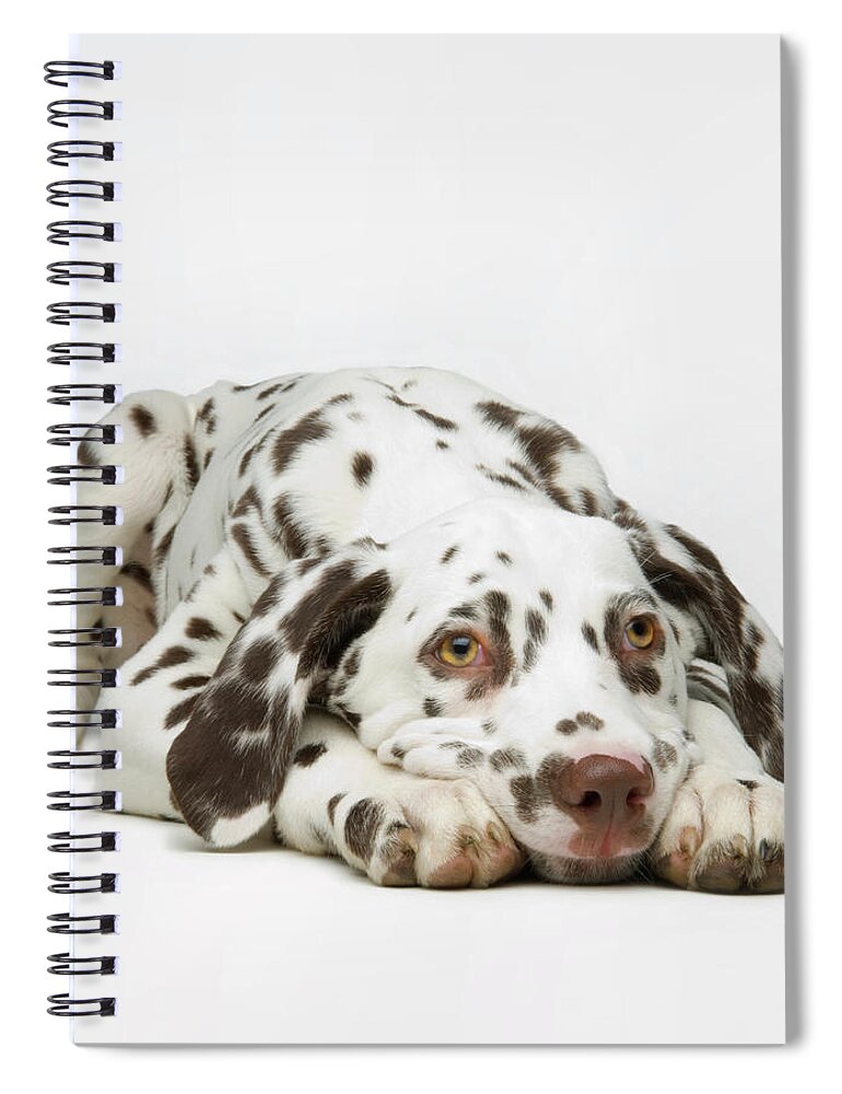 Pets Spiral Notebook featuring the photograph Dalmaton Pup by Patricia Doyle