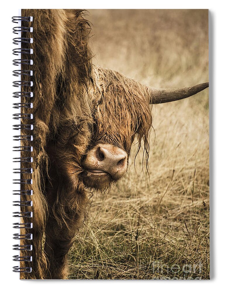Cow Spiral Notebook featuring the photograph Highland Cow Damn Fleas by Linsey Williams