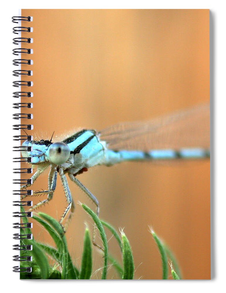 Damselfly Spiral Notebook featuring the photograph Damselfly by Shane Bechler