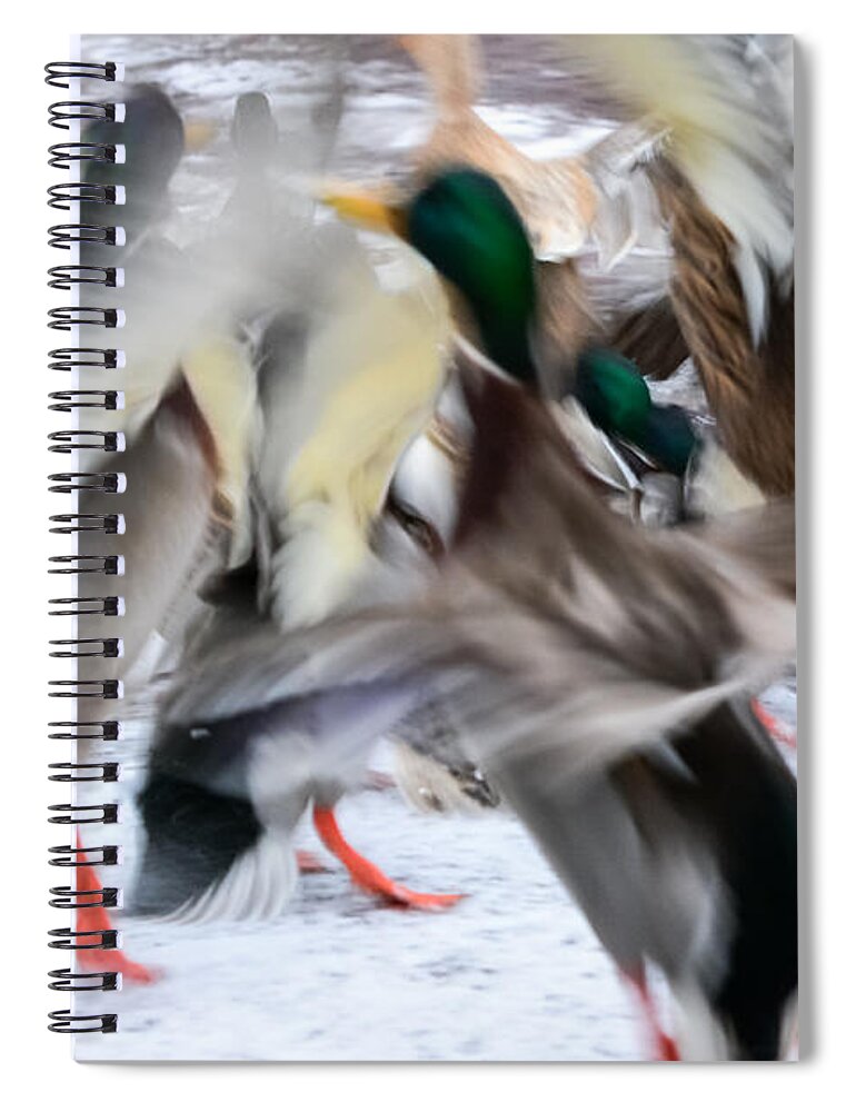 Mallards Spiral Notebook featuring the photograph Dancing Ducks by Holden The Moment