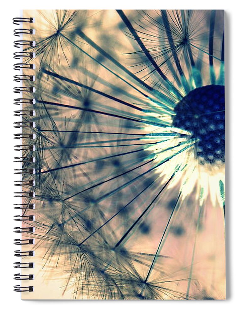 Dandelions Spiral Notebook featuring the photograph Dandelion by Amanda Mohler