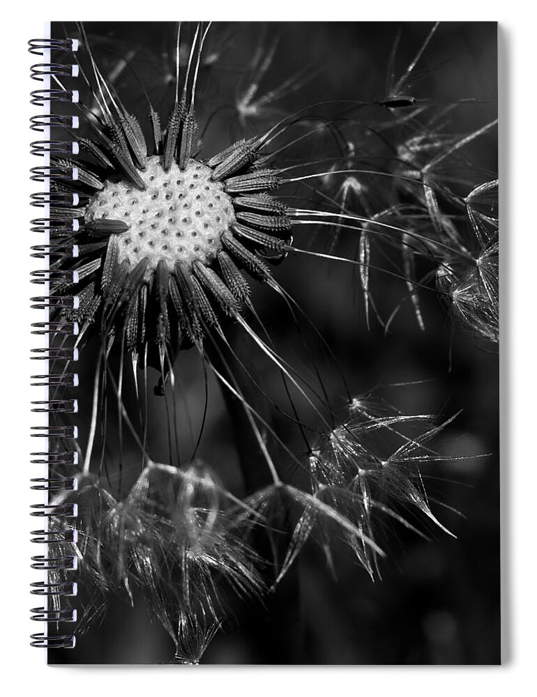 Make A Wish Spiral Notebook featuring the photograph Dandelion Burst by Ernest Echols