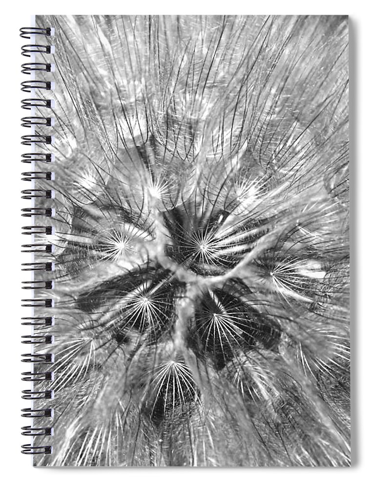 Abstract Spiral Notebook featuring the photograph Dandelion Fireworks in Black and White by Rona Black