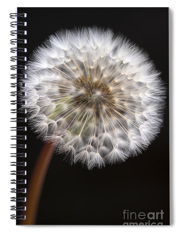 Dandelion Spiral Notebook featuring the photograph Dandelion by Jim Corwin