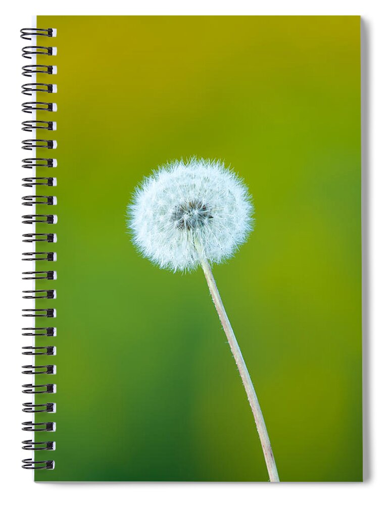 Fall Spiral Notebook featuring the photograph Dandelion by Sebastian Musial