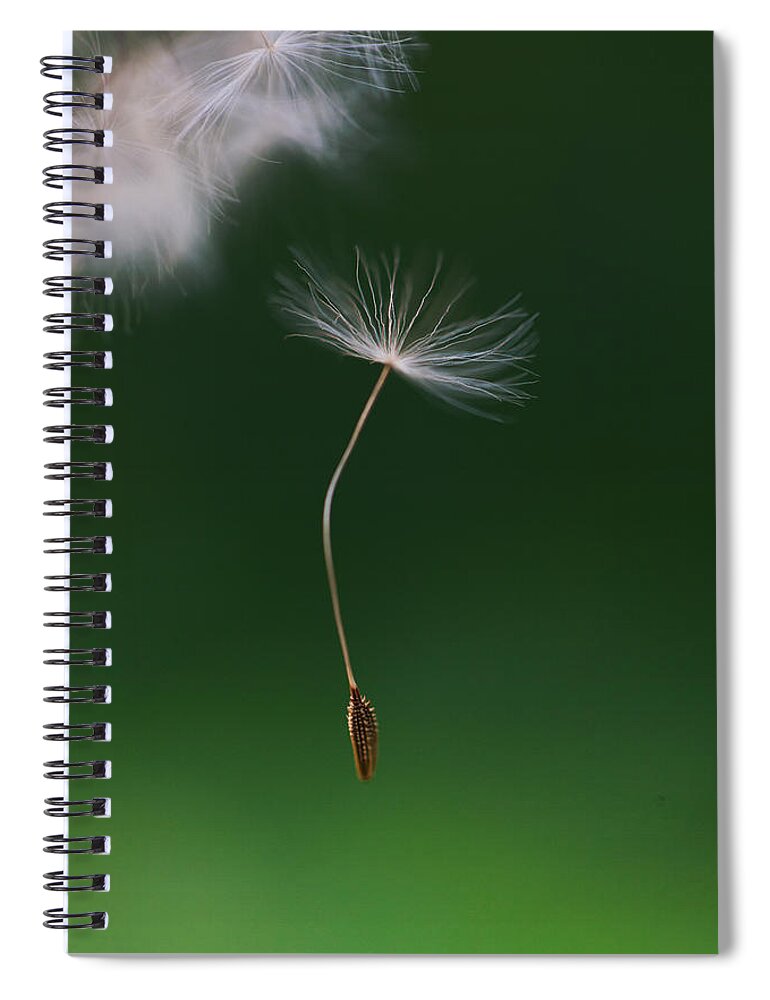 Lodi Spiral Notebook featuring the photograph Dandelion Seed Falling Down by Les Hirondelles Photography