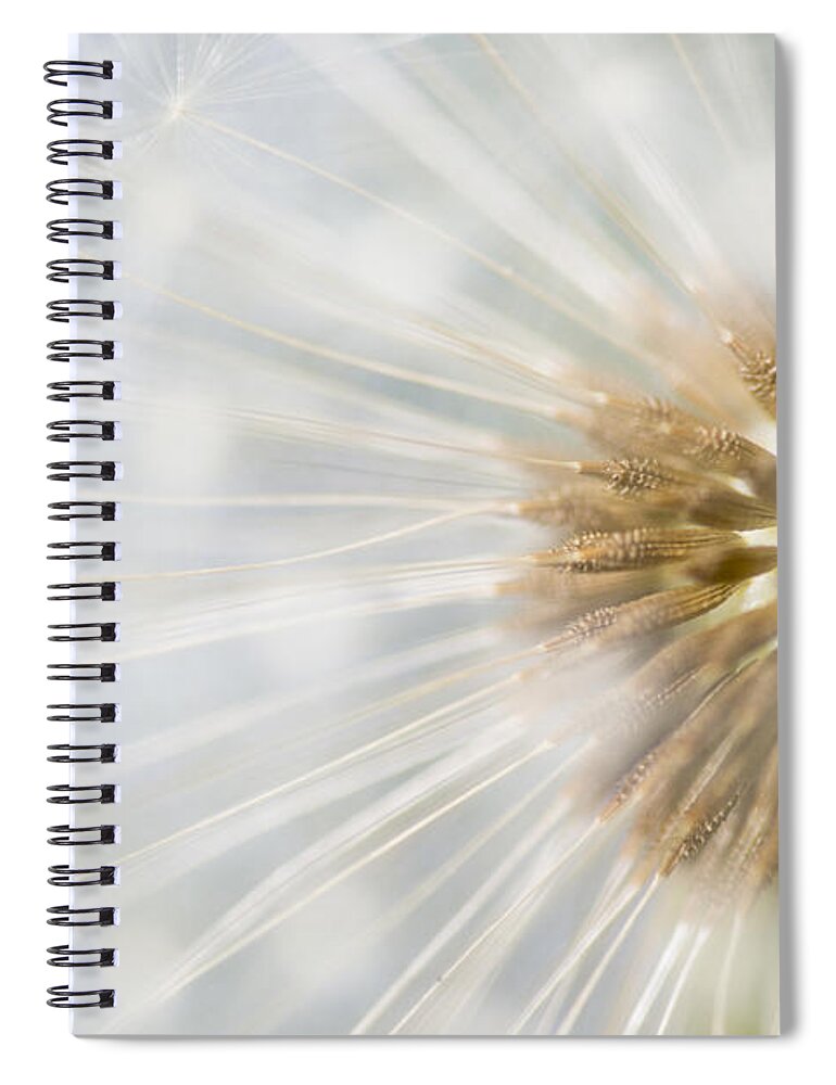 Nis Spiral Notebook featuring the photograph Dandelion Seedhead Noord-holland by Mart Smit