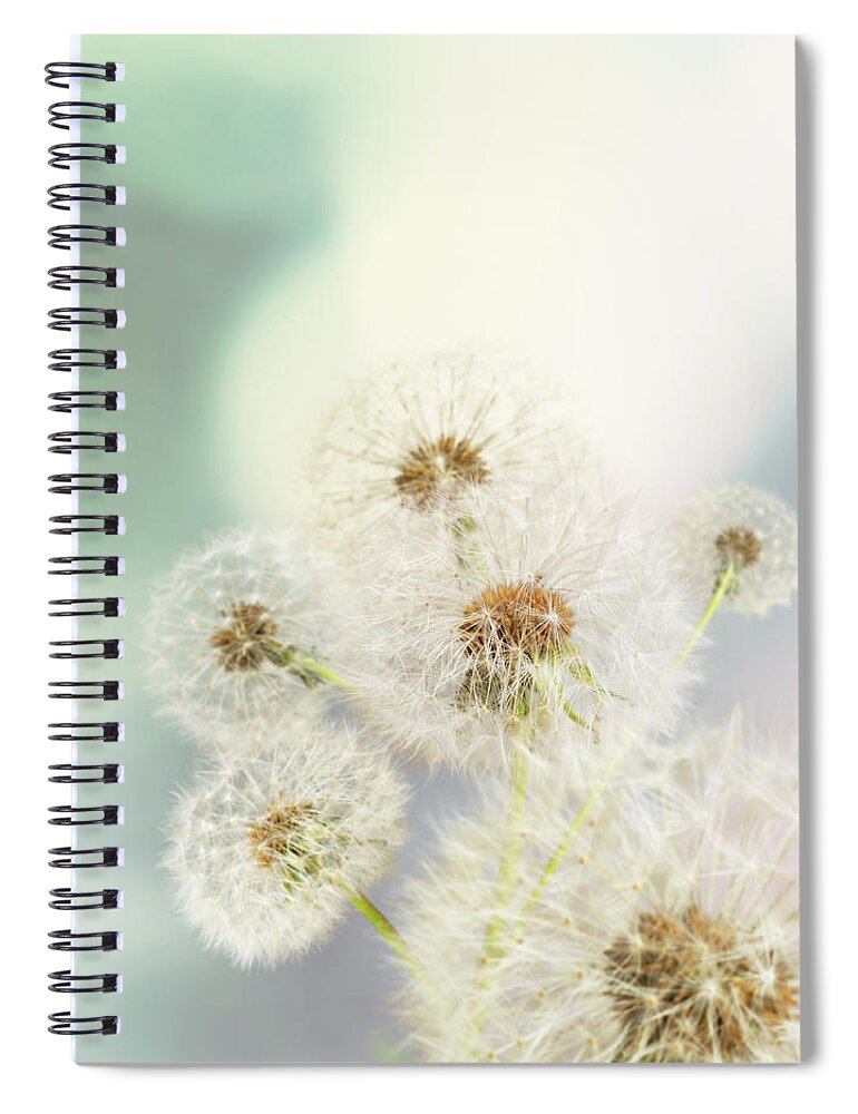 Saturated Color Spiral Notebook featuring the photograph Dandelions On Defocused Background by Schus