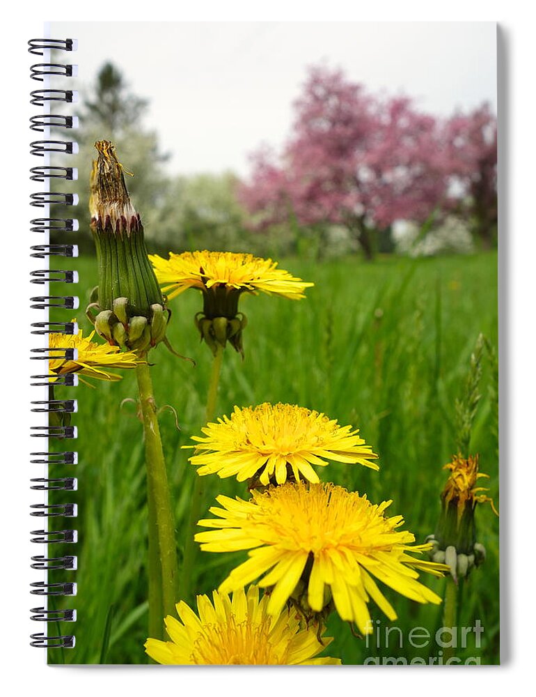 Budding Spiral Notebook featuring the photograph Dandy Lions by Jacqueline Athmann