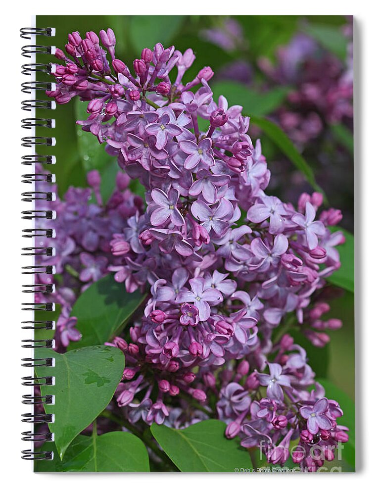 Lilacs Spiral Notebook featuring the photograph Dawns Lilacs by Deborah Benoit