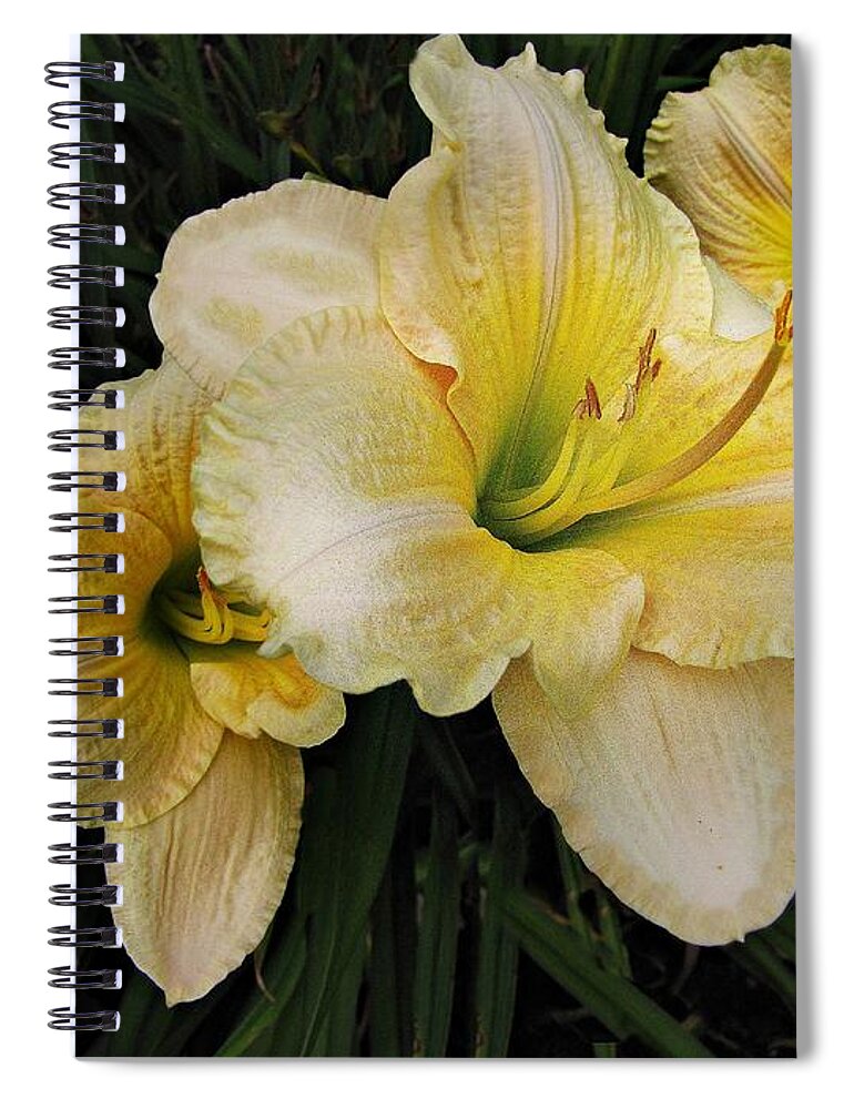 Day Lilies Spiral Notebook featuring the photograph Day lilies a short life by David Dehner