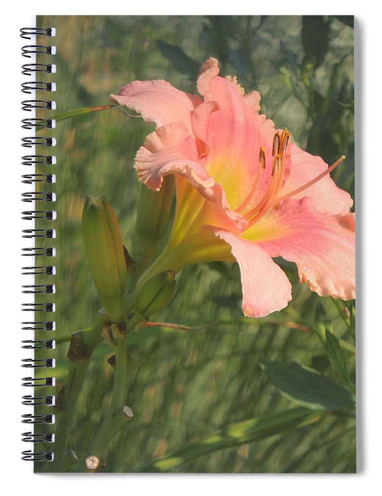 Daylily Spiral Notebook featuring the photograph Daylily in the Sun by Jayne Wilson