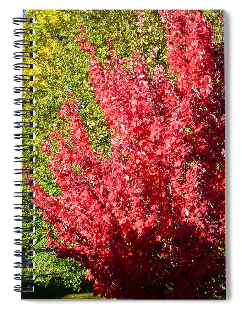 Leaves Spiral Notebook featuring the photograph Days Like This by Kathy Bassett