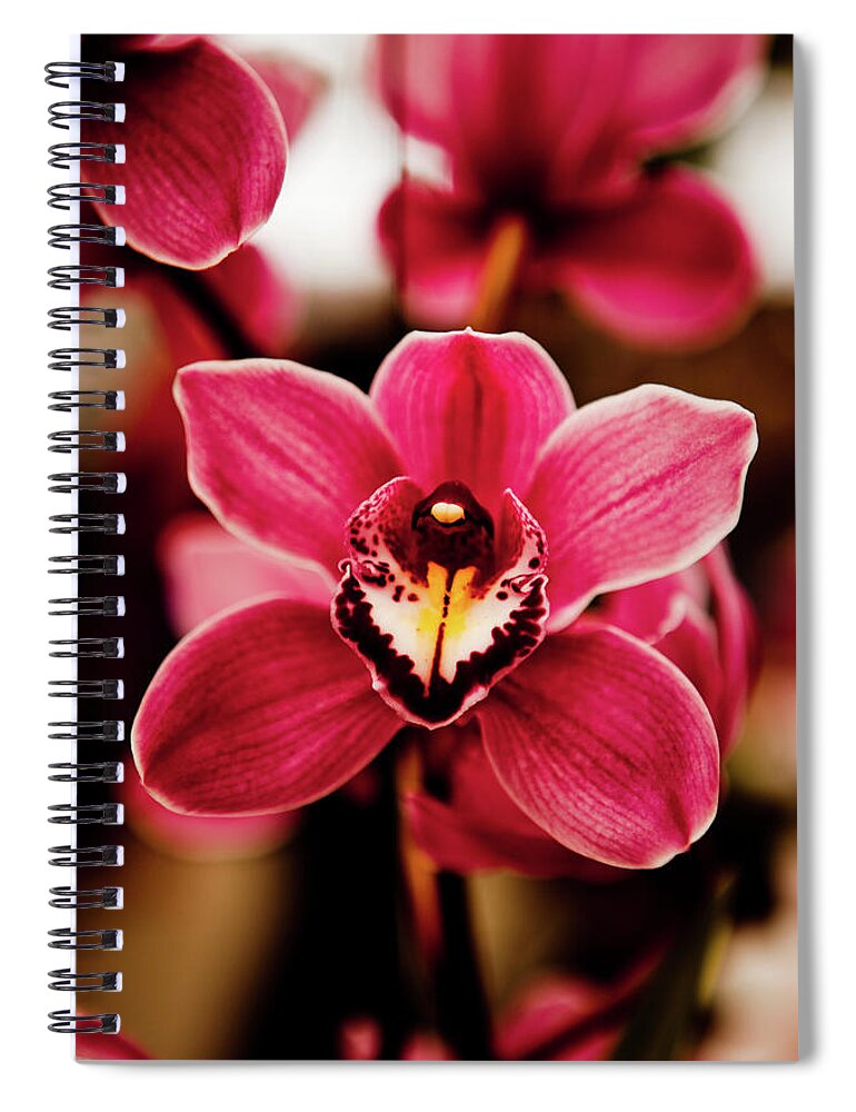 Petal Spiral Notebook featuring the photograph Deep Cut Orchid Society 15th Annual by Dan Pfeffer