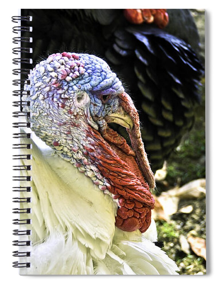 Autumn Spiral Notebook featuring the photograph Deep Turkey Thoughts by LeeAnn McLaneGoetz McLaneGoetzStudioLLCcom